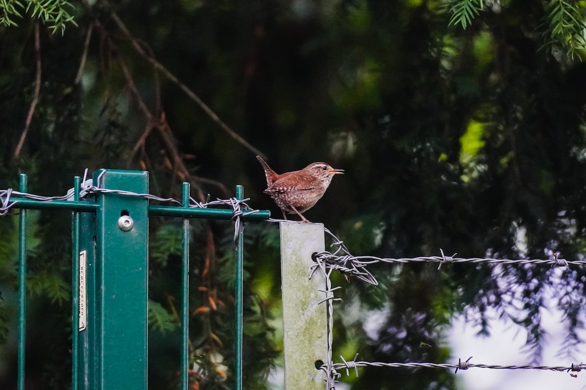 Eurasian Wren - ML620648888