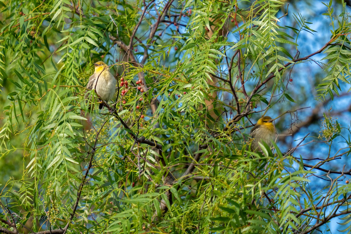 Bullock's Oriole - ML620648889