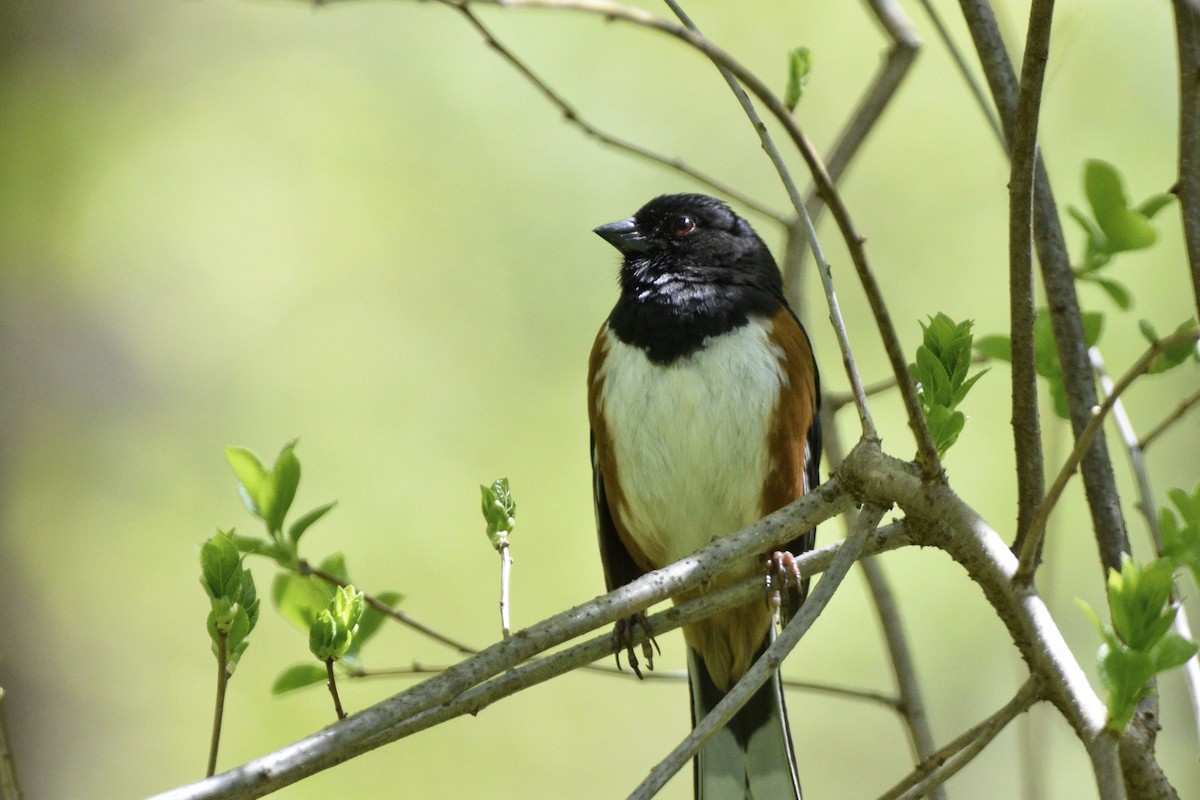 Eastern Towhee - ML620648890