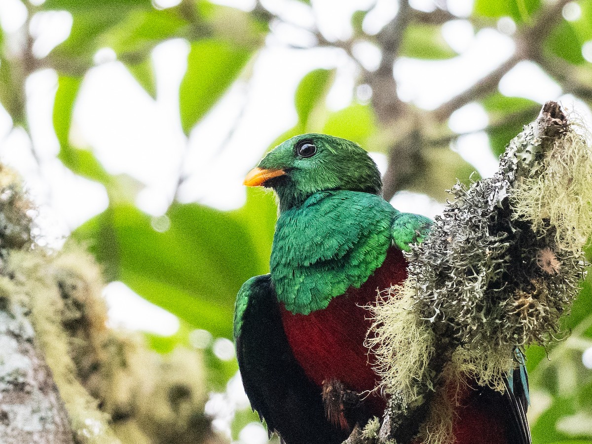 White-tipped Quetzal - ML620648892