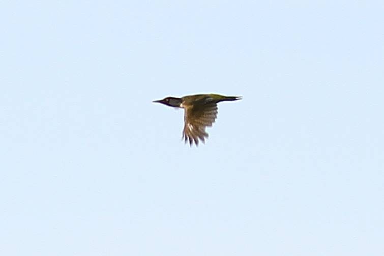 Eurasian Green Woodpecker - ML620648893