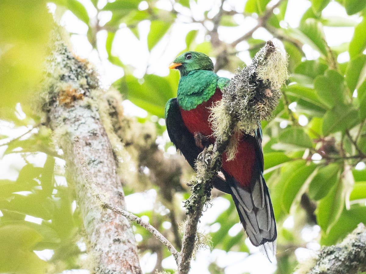 White-tipped Quetzal - ML620648895