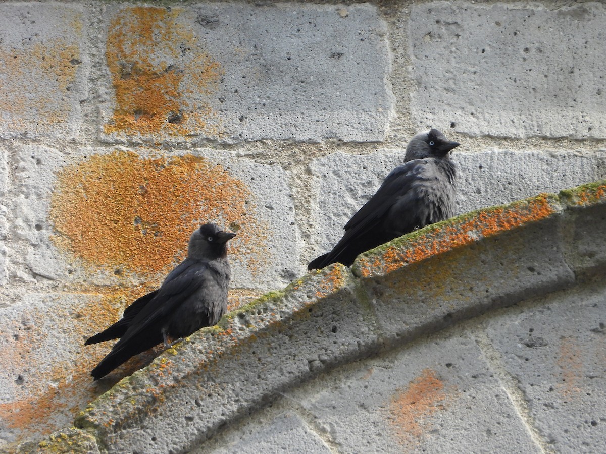 Eurasian Jackdaw - ML620648896