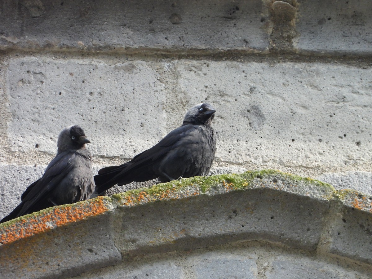 Eurasian Jackdaw - ML620648898