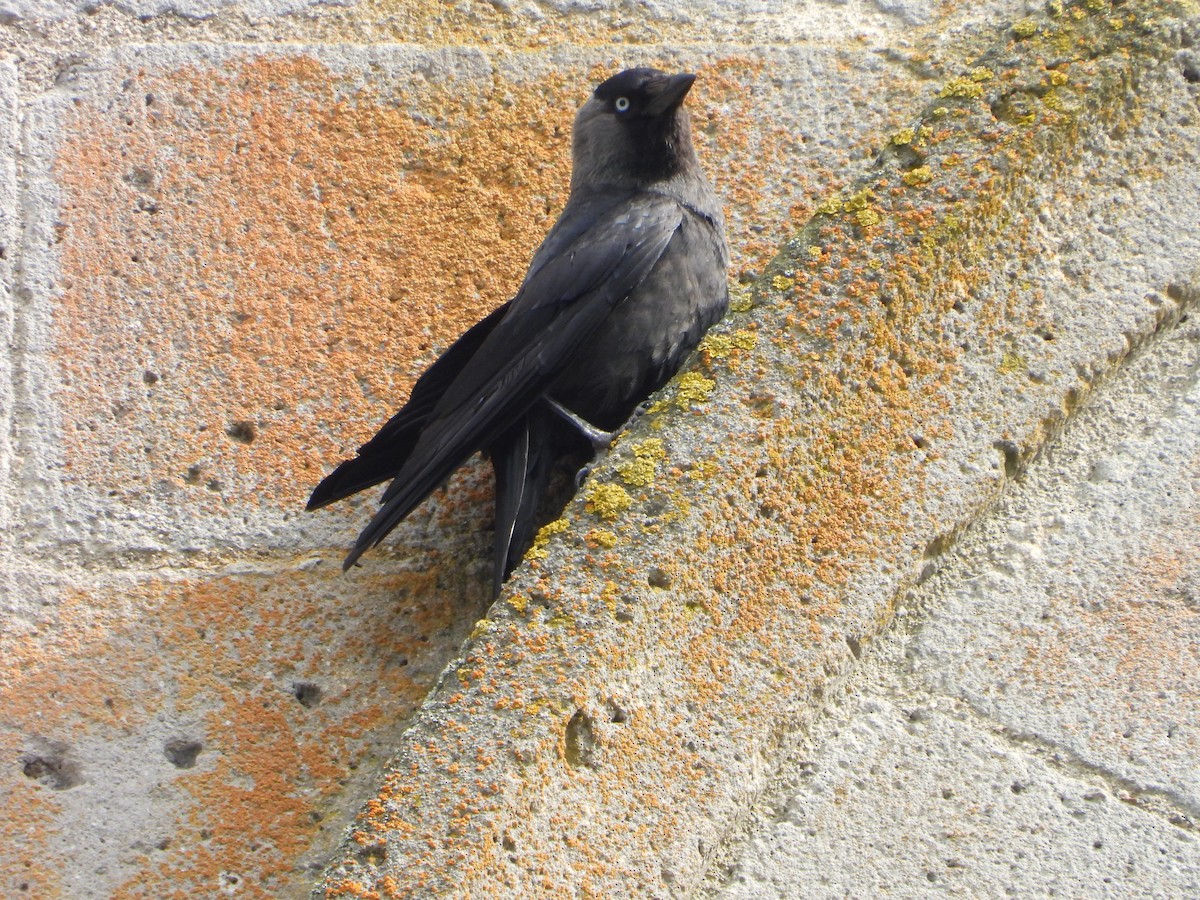 Eurasian Jackdaw - ML620648899