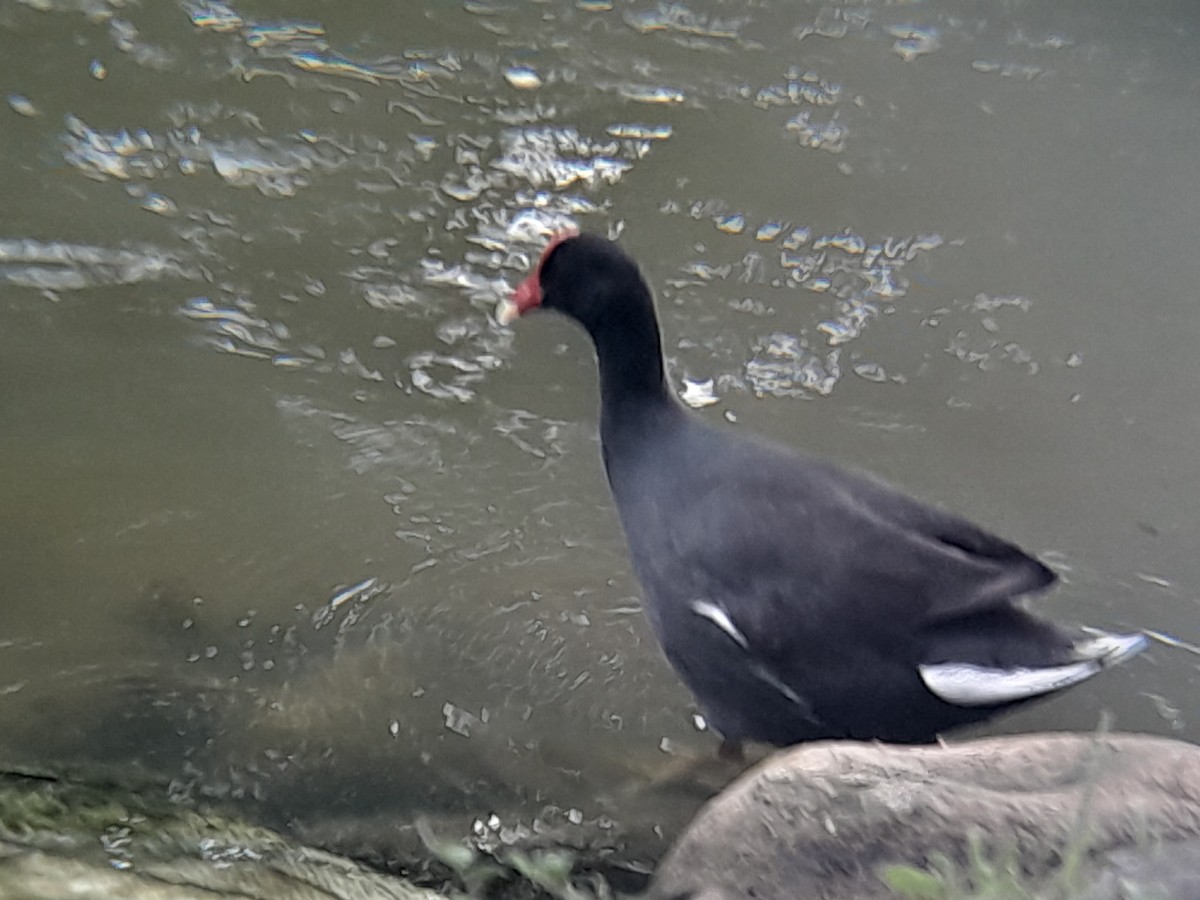 Common Gallinule - ML620648900