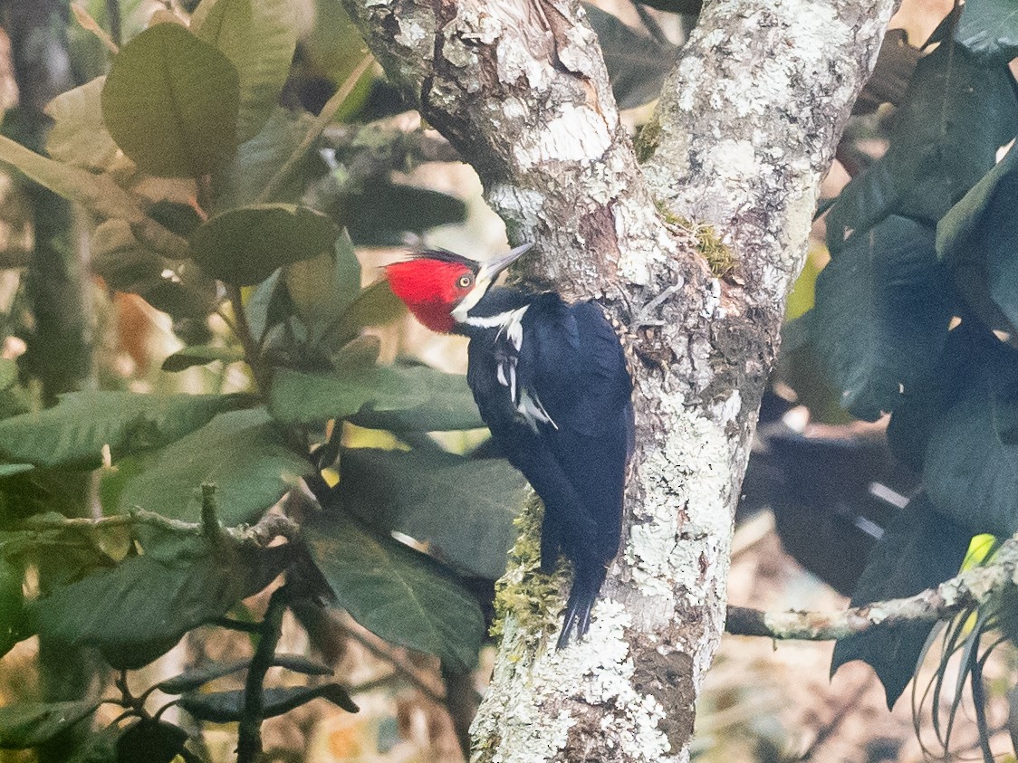 Crimson-crested Woodpecker - ML620648903