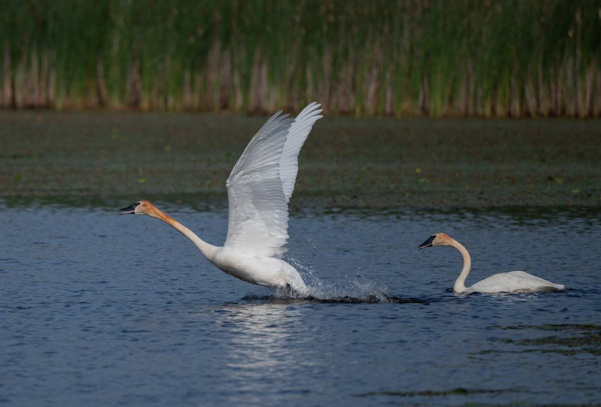 Trumpeter Swan - ML620648906