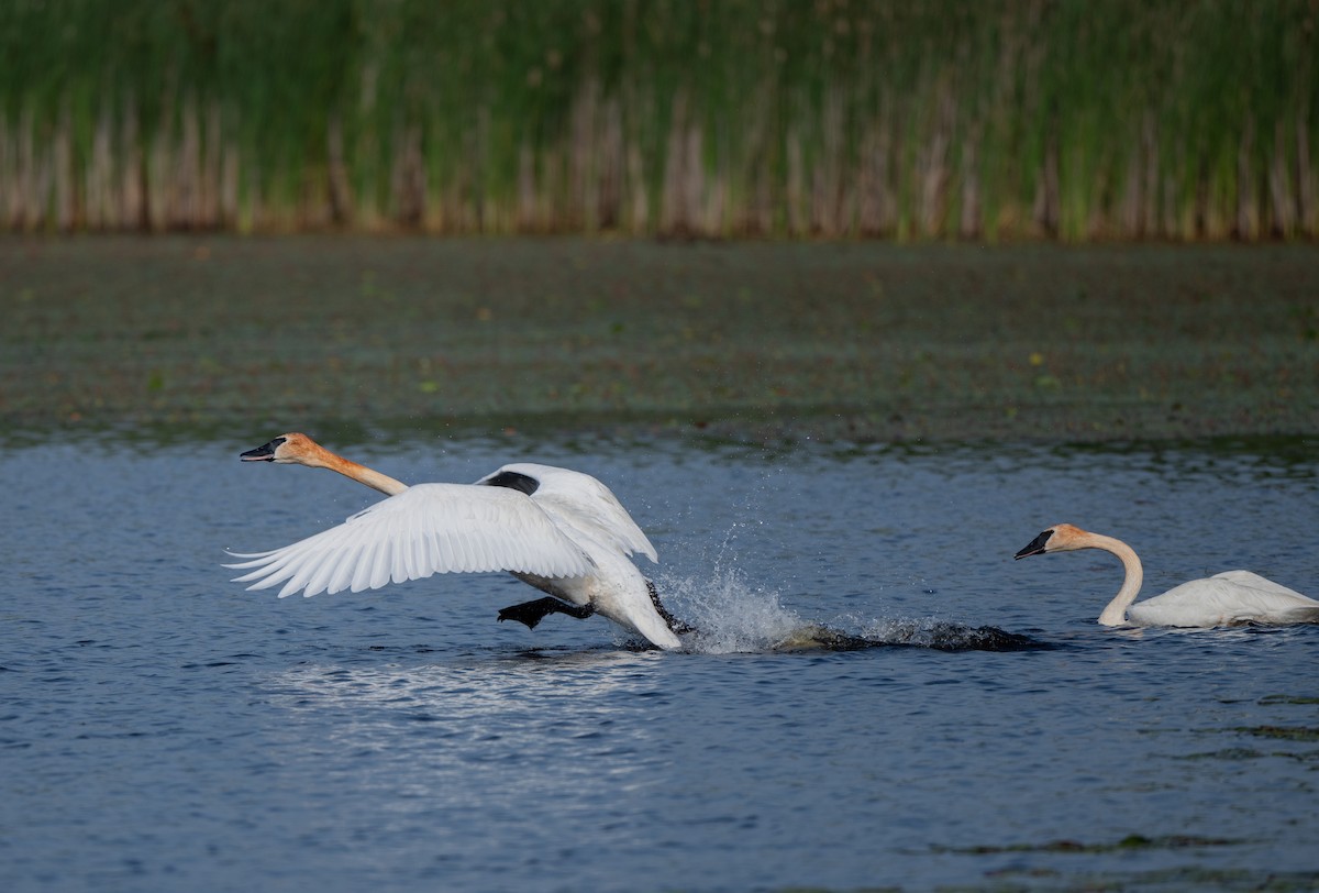 Trumpeter Swan - ML620648907