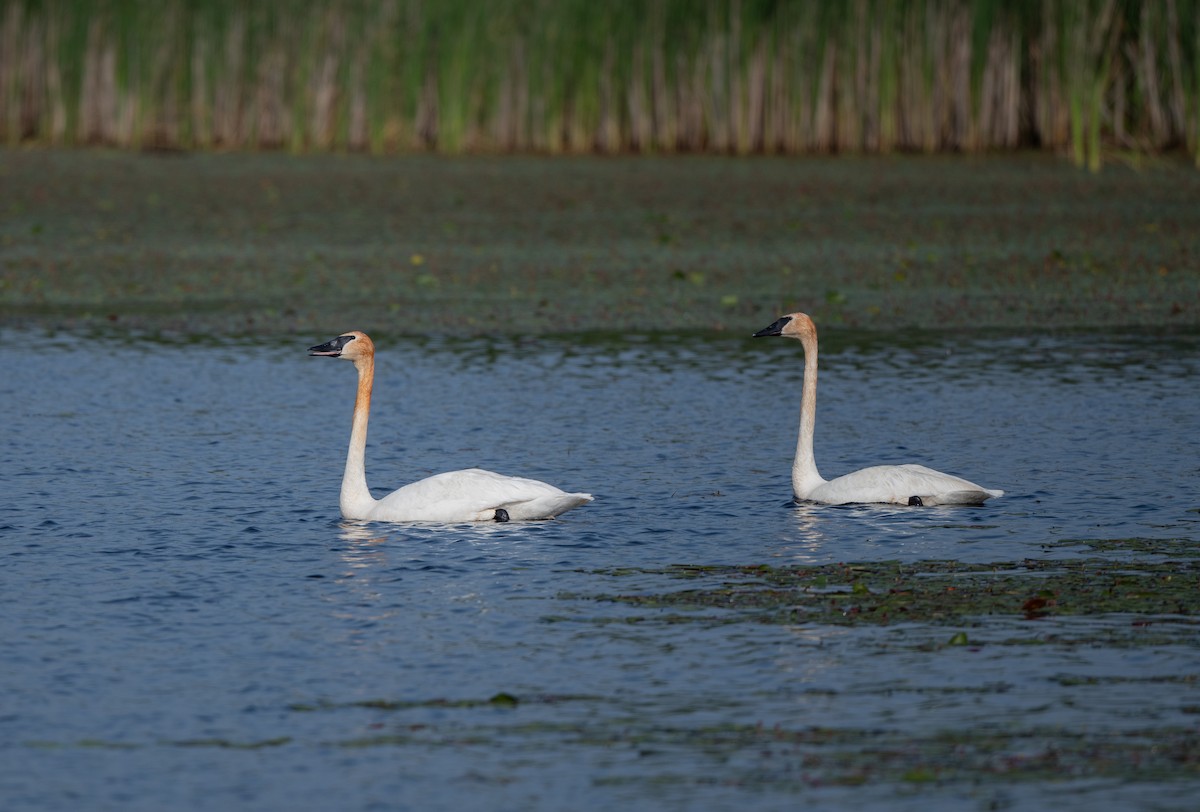 Trumpeter Swan - ML620648908