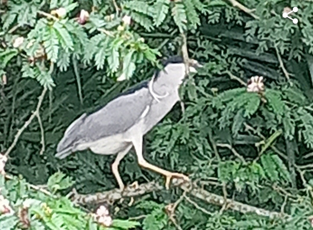 Black-crowned Night Heron - ML620648914