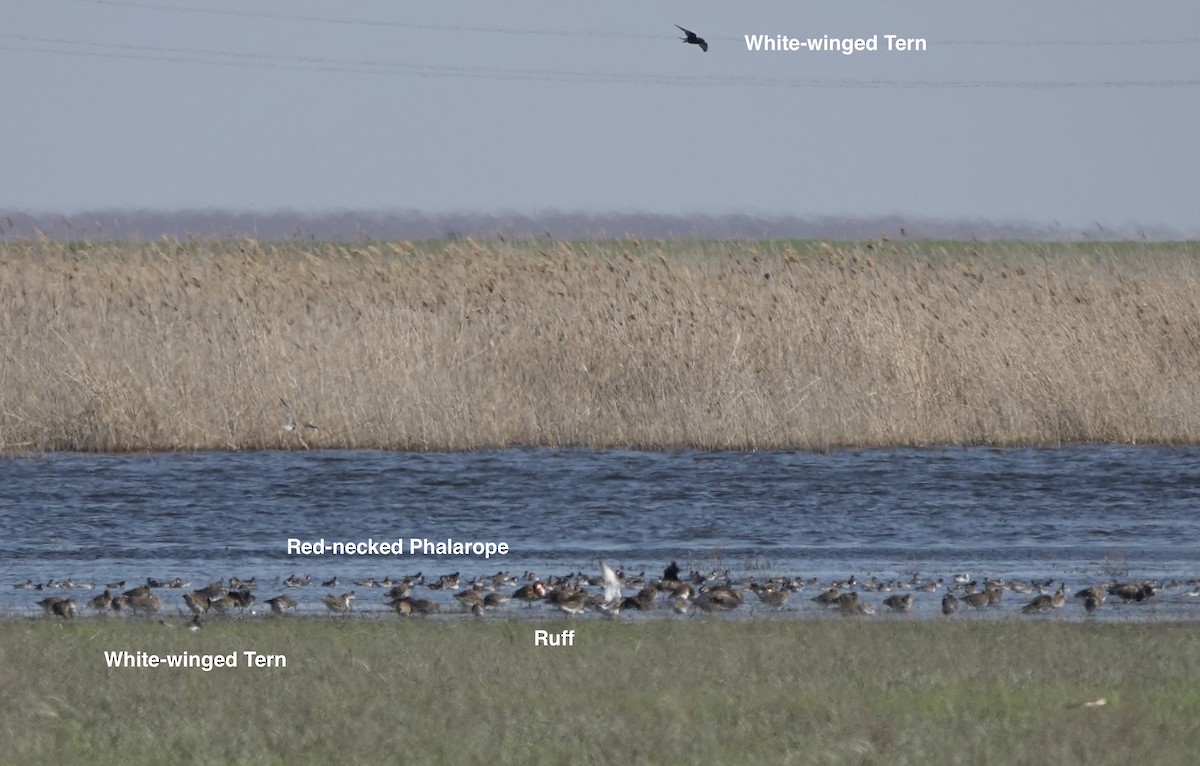 Red-necked Phalarope - ML620648917