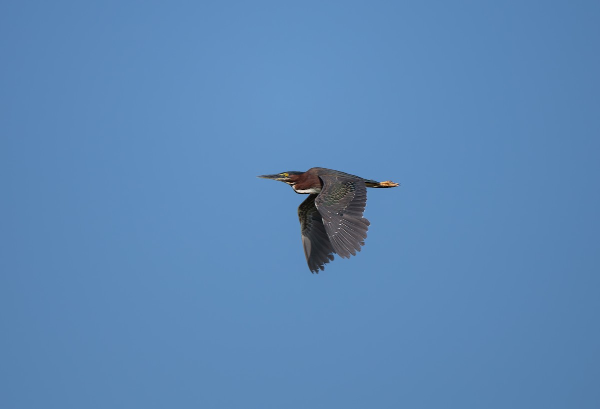 Green Heron - ML620648922