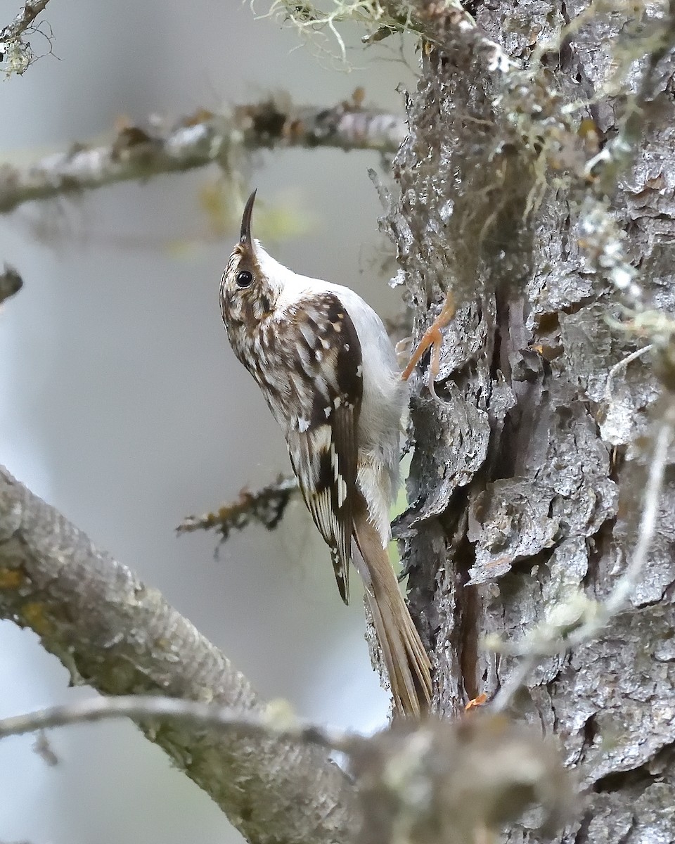 Brown Creeper - ML620648923