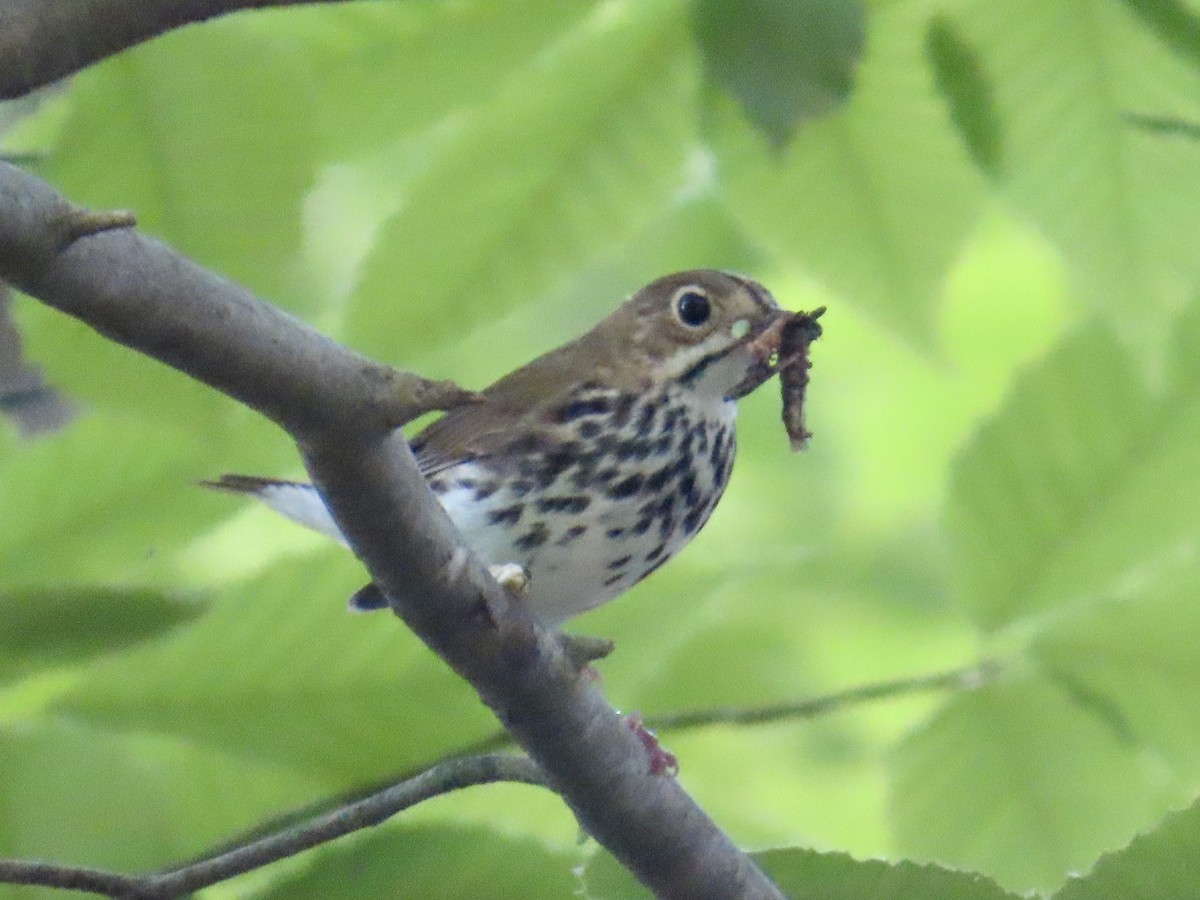 Ovenbird - ML620648925