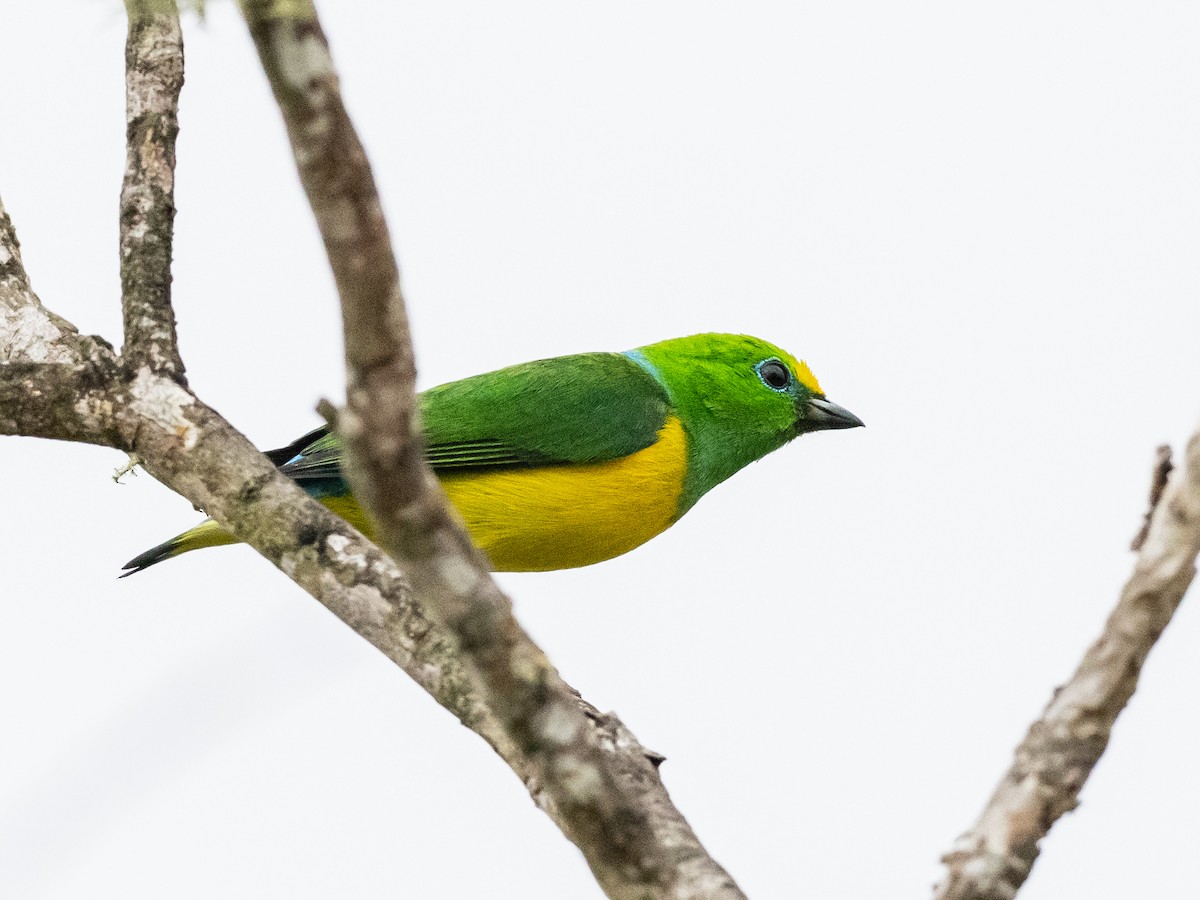 Blue-naped Chlorophonia - ML620648928