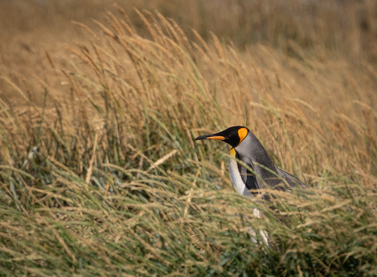 King Penguin - ML620648934