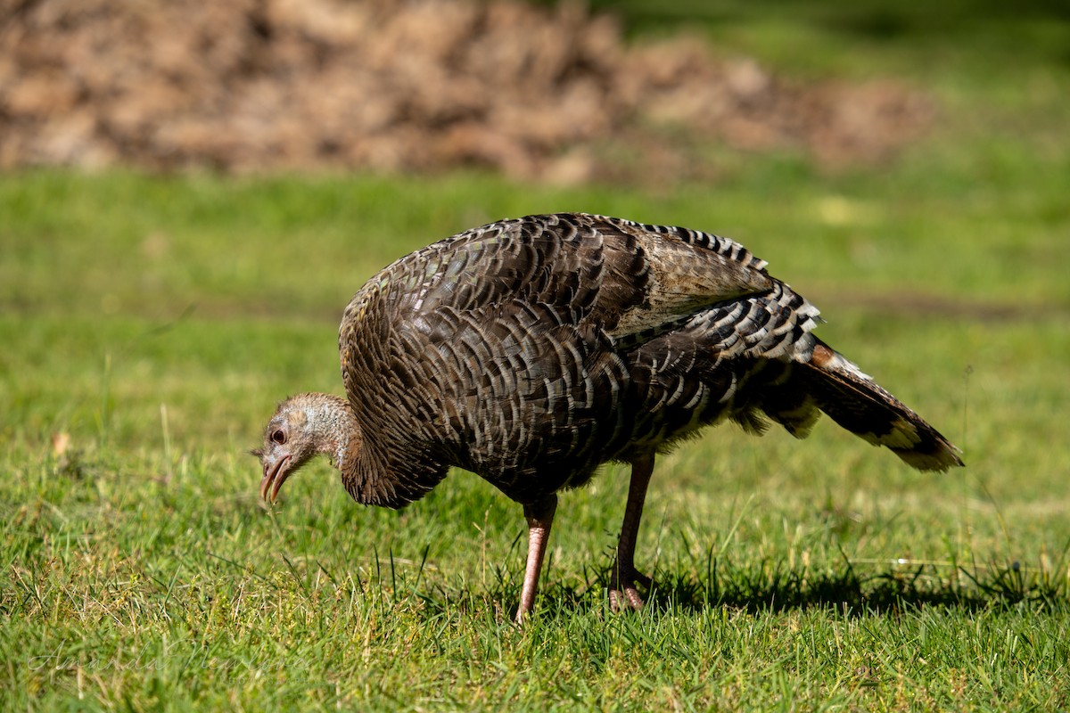 Wild Turkey - ML620648935