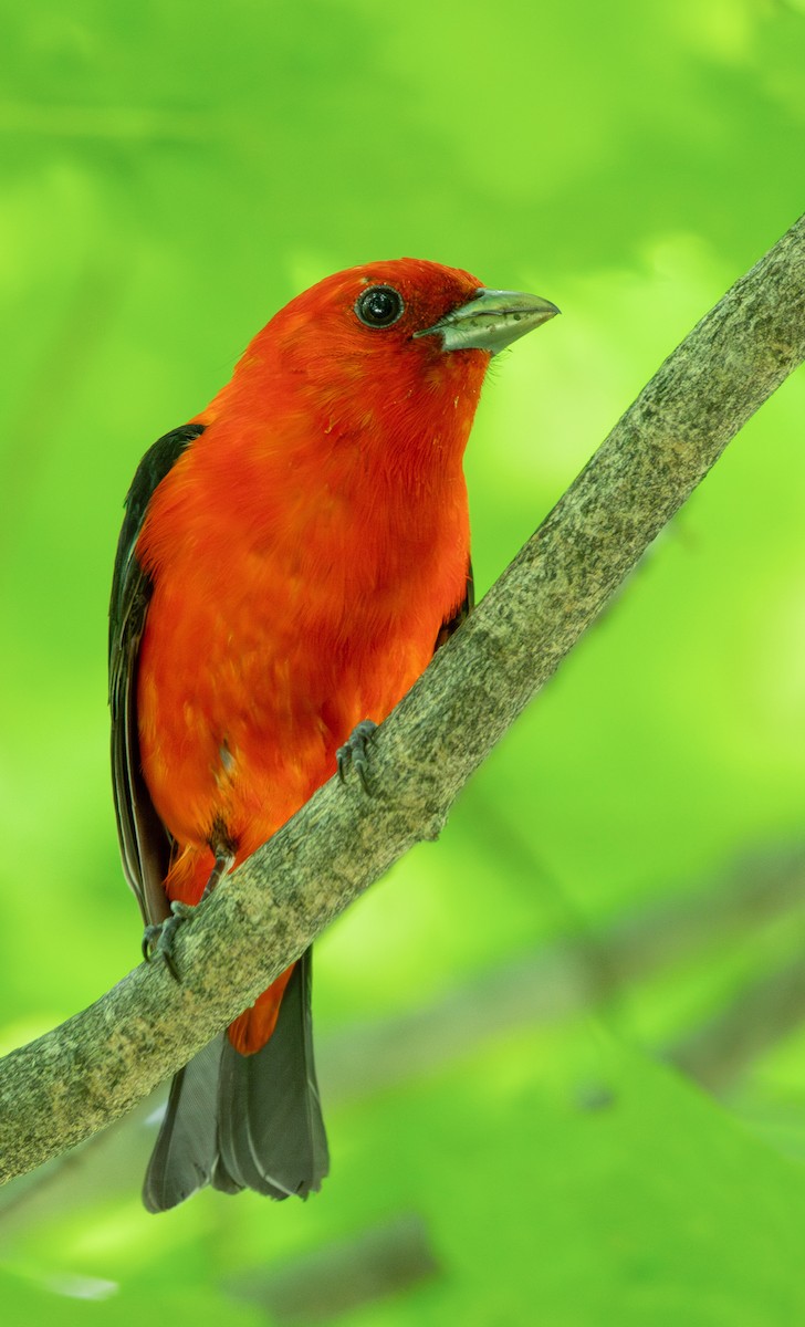 Scarlet Tanager - ML620648936