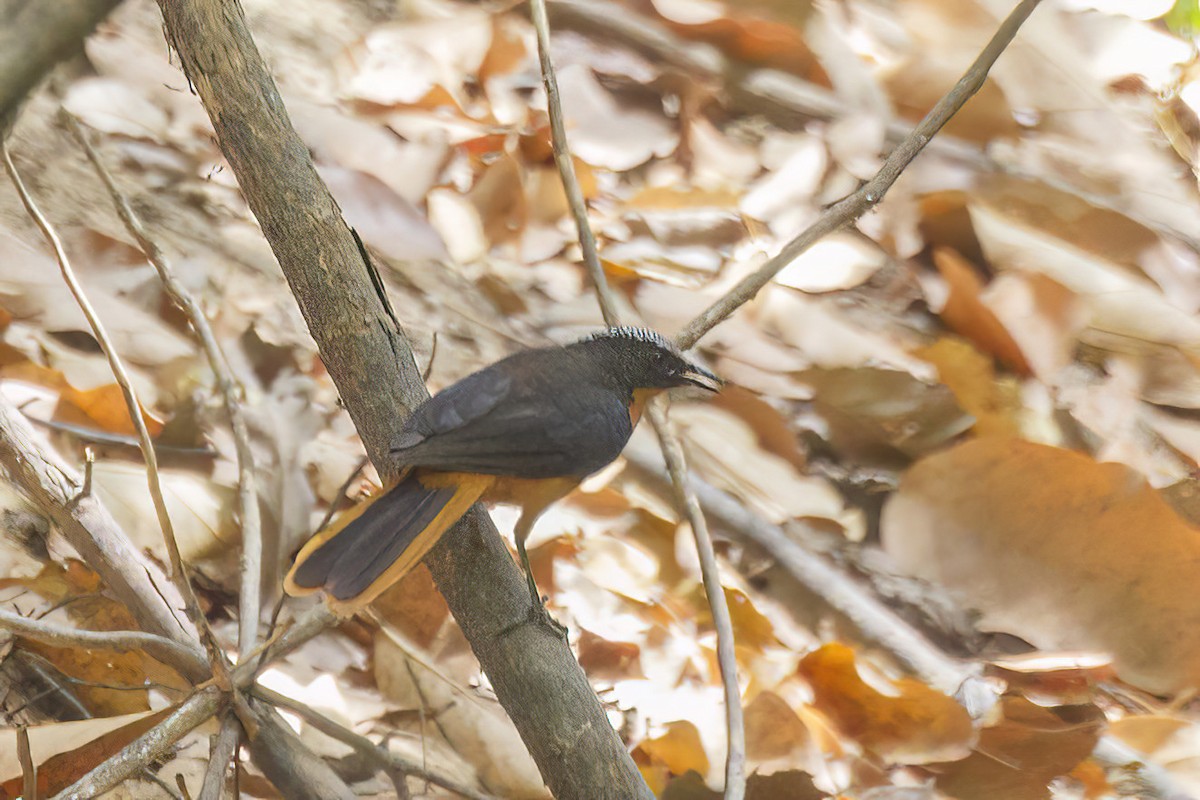 White-crowned Robin-Chat - ML620648937