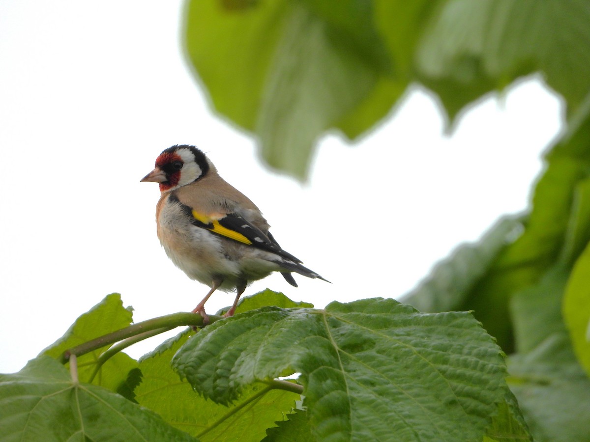 European Goldfinch - ML620648938