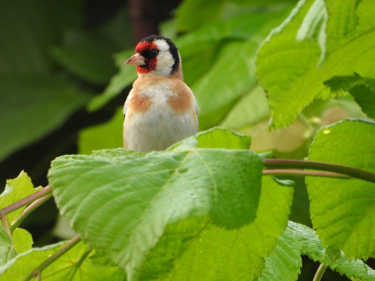 European Goldfinch - ML620648939