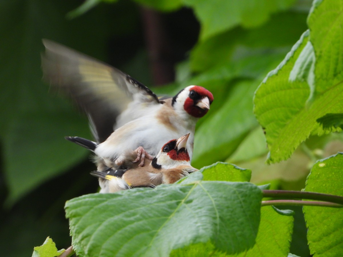 European Goldfinch - ML620648940