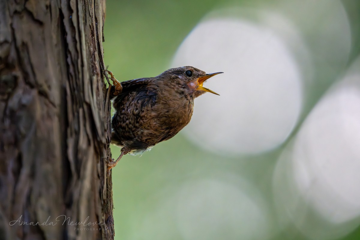 Pacific Wren - ML620648943