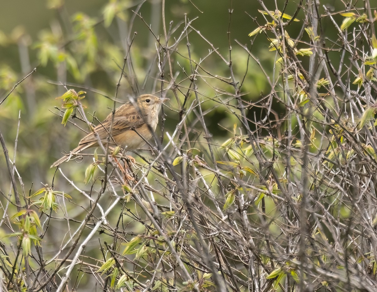 Blyth's Pipit - ML620648944