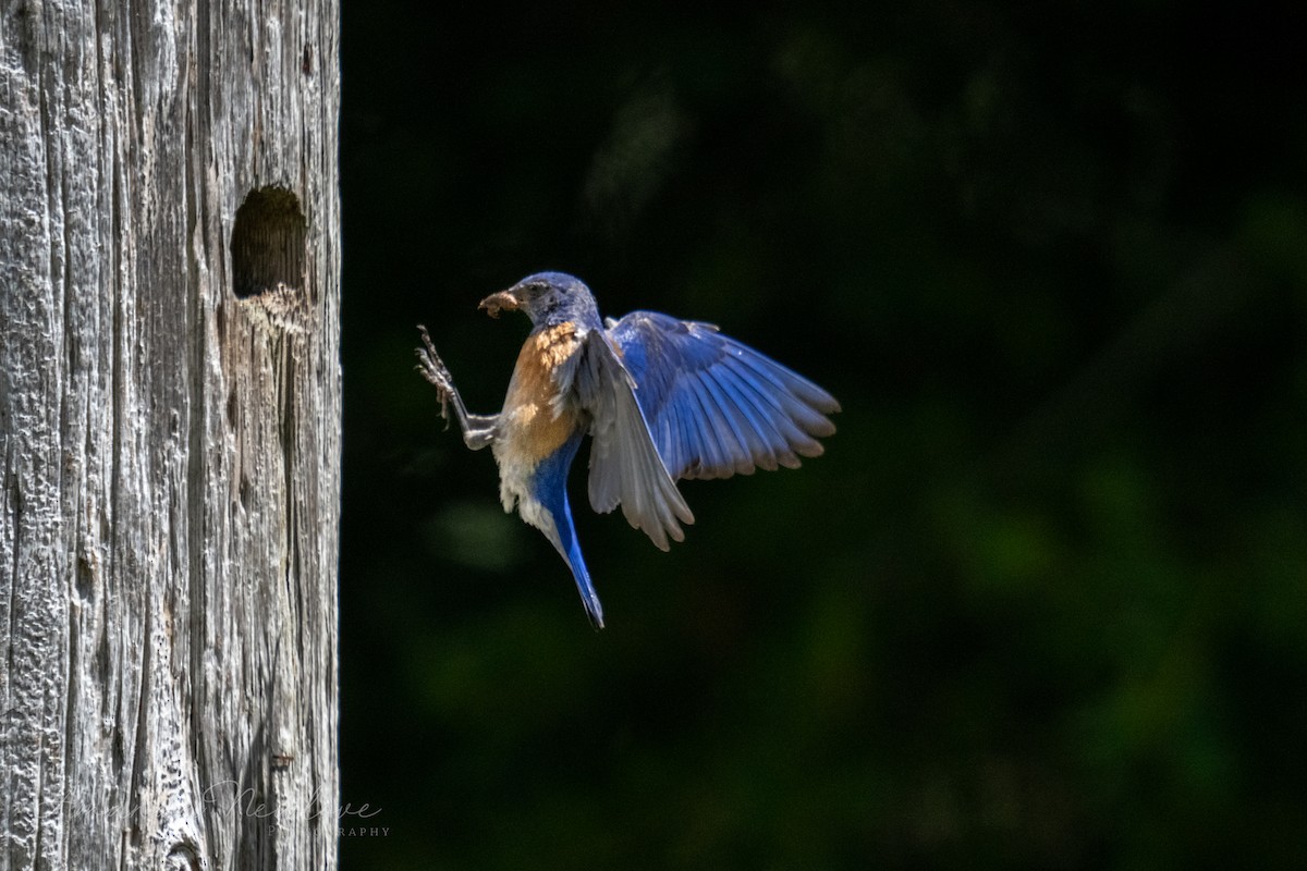 Western Bluebird - ML620648946