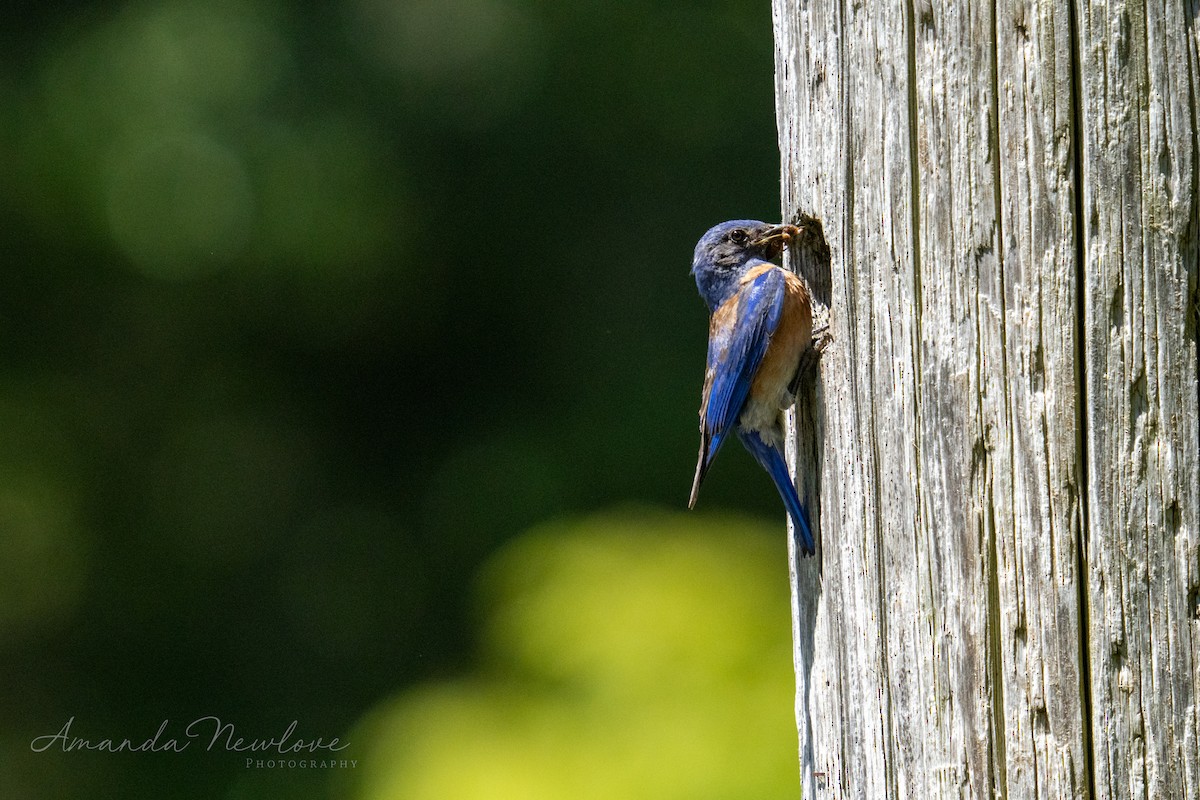 Western Bluebird - ML620648947