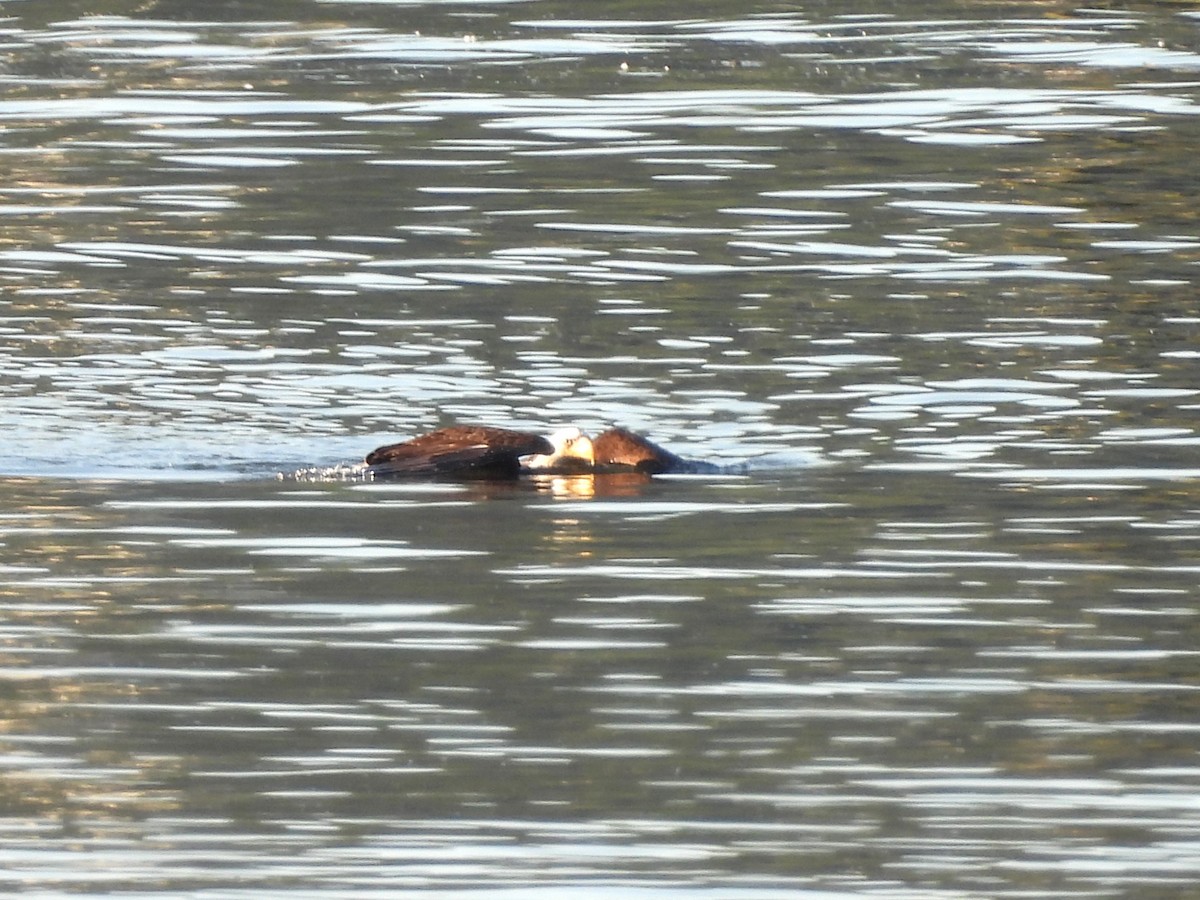 Weißkopf-Seeadler - ML620648951