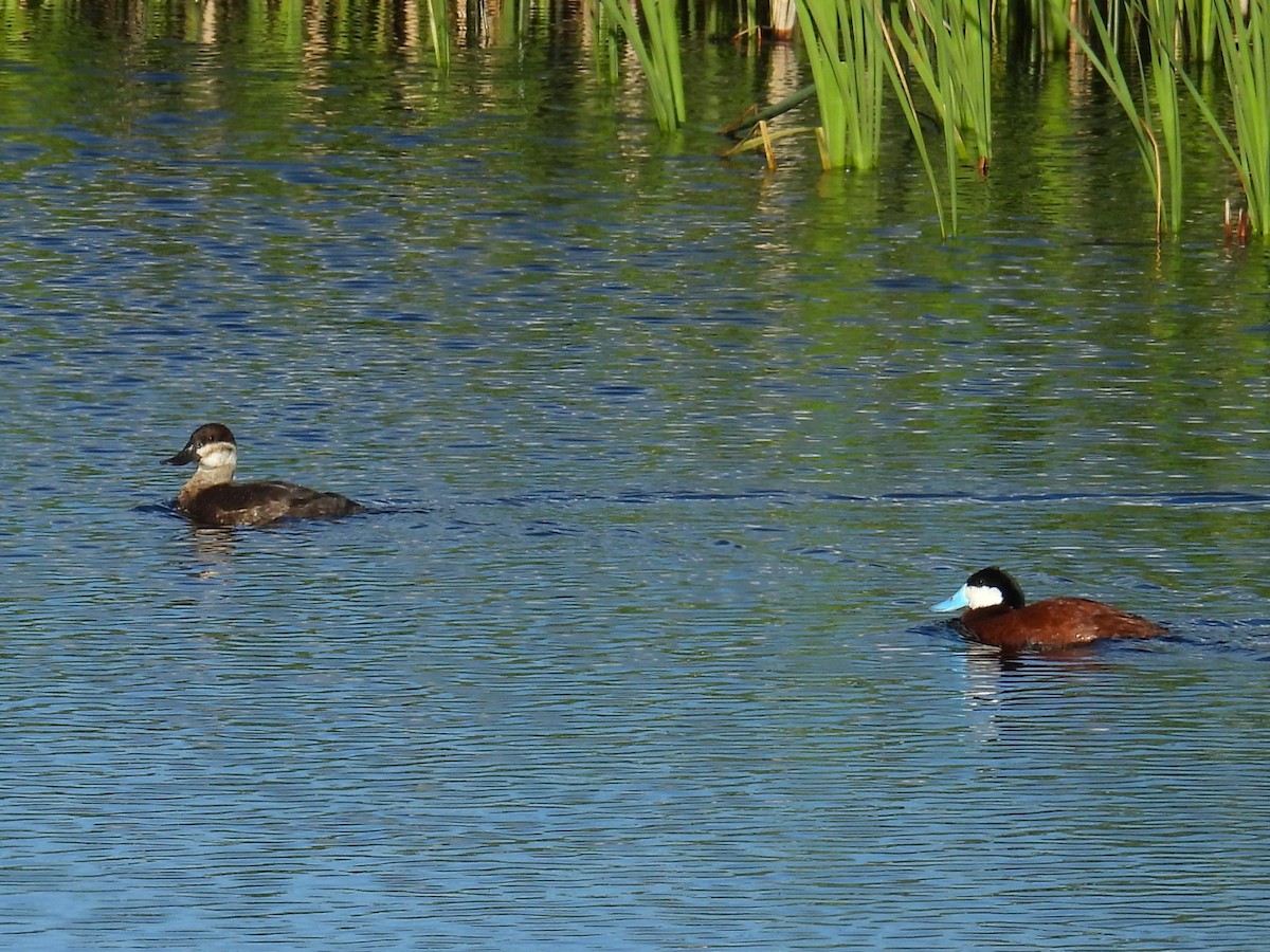 Ruddy Duck - ML620648953