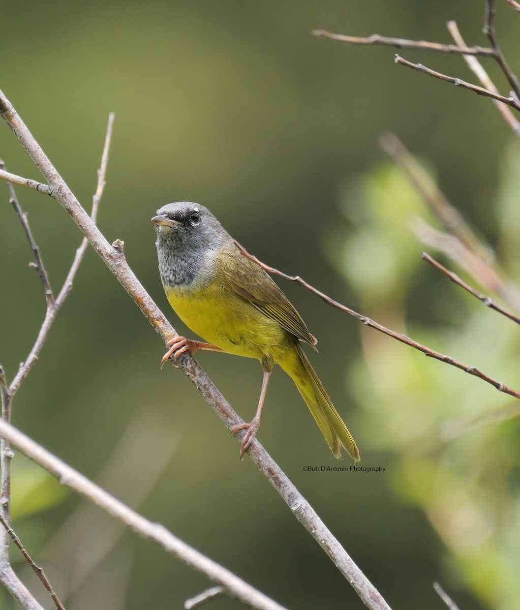 MacGillivray's Warbler - ML620648959