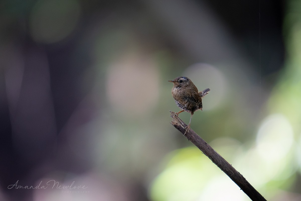 Pacific Wren - ML620648962