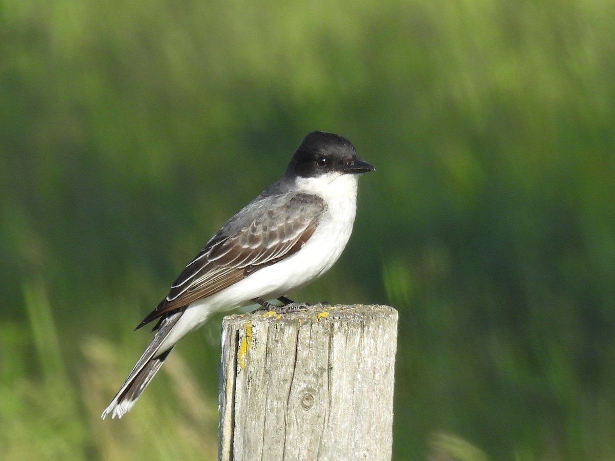 Eastern Kingbird - Kathryn Hyndman