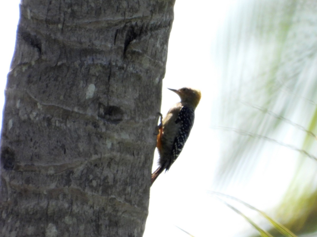 Red-crowned Woodpecker - ML620648967