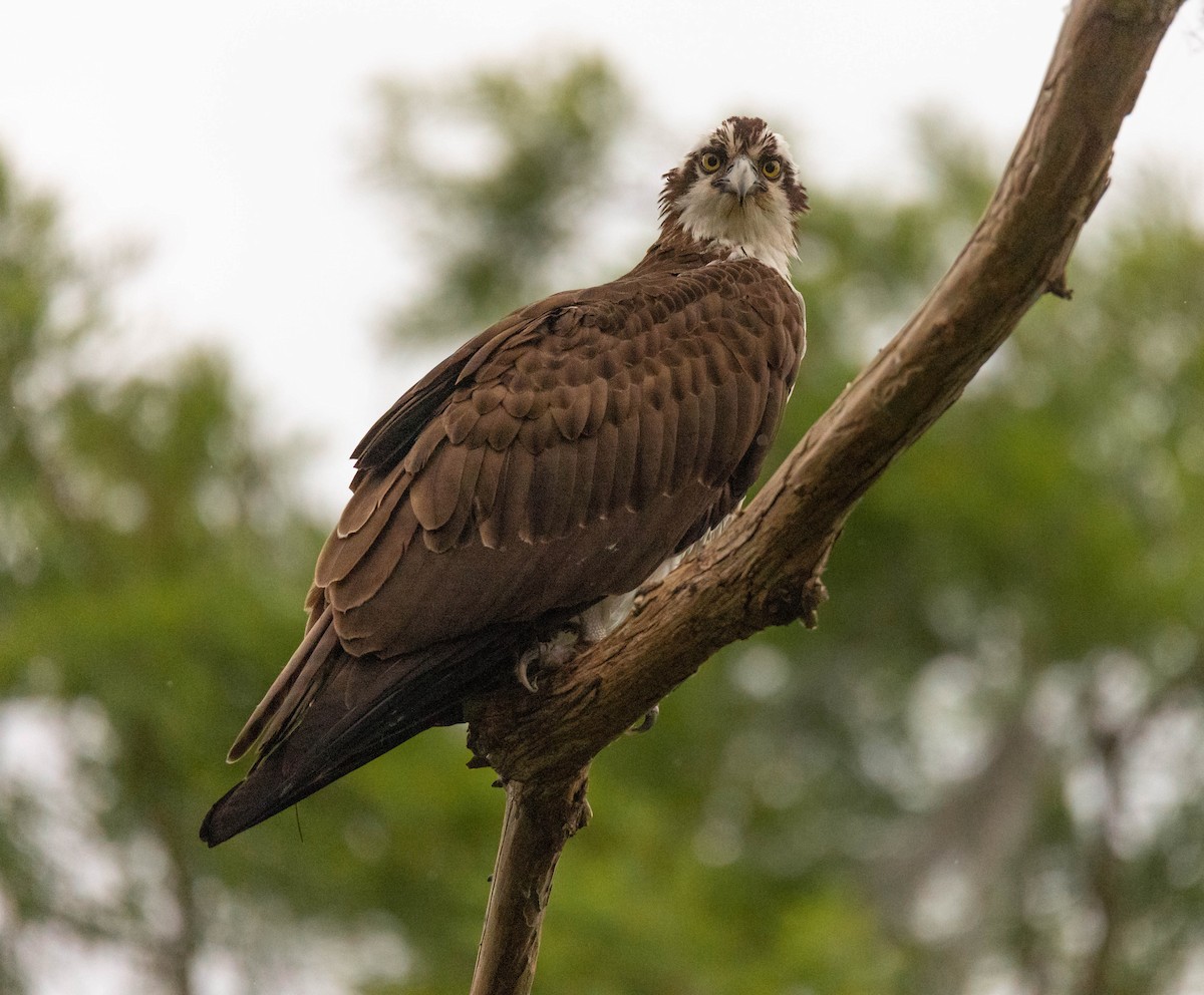 Águila Pescadora - ML620648968