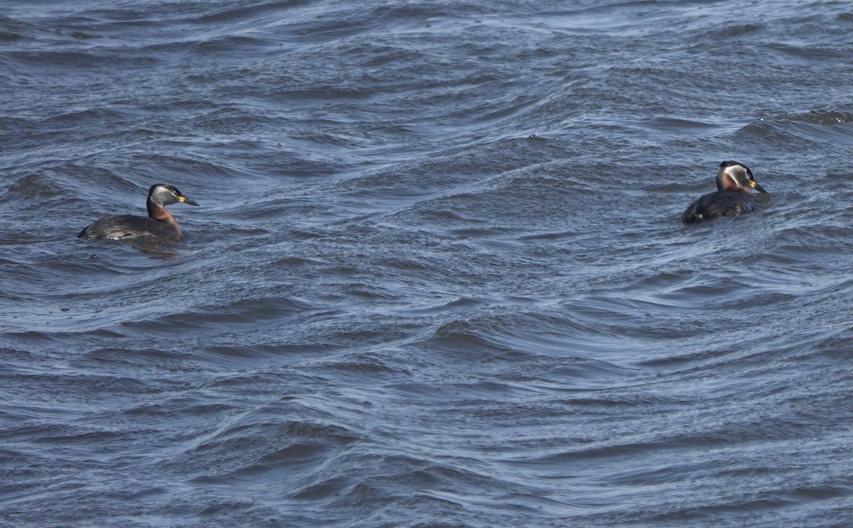 Red-necked Grebe - ML620648971