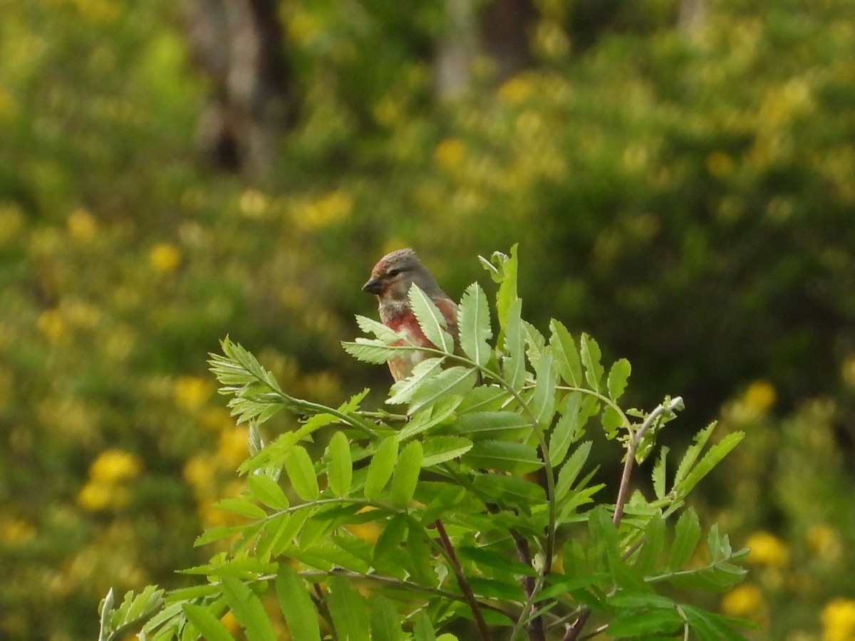 Eurasian Linnet - ML620648977