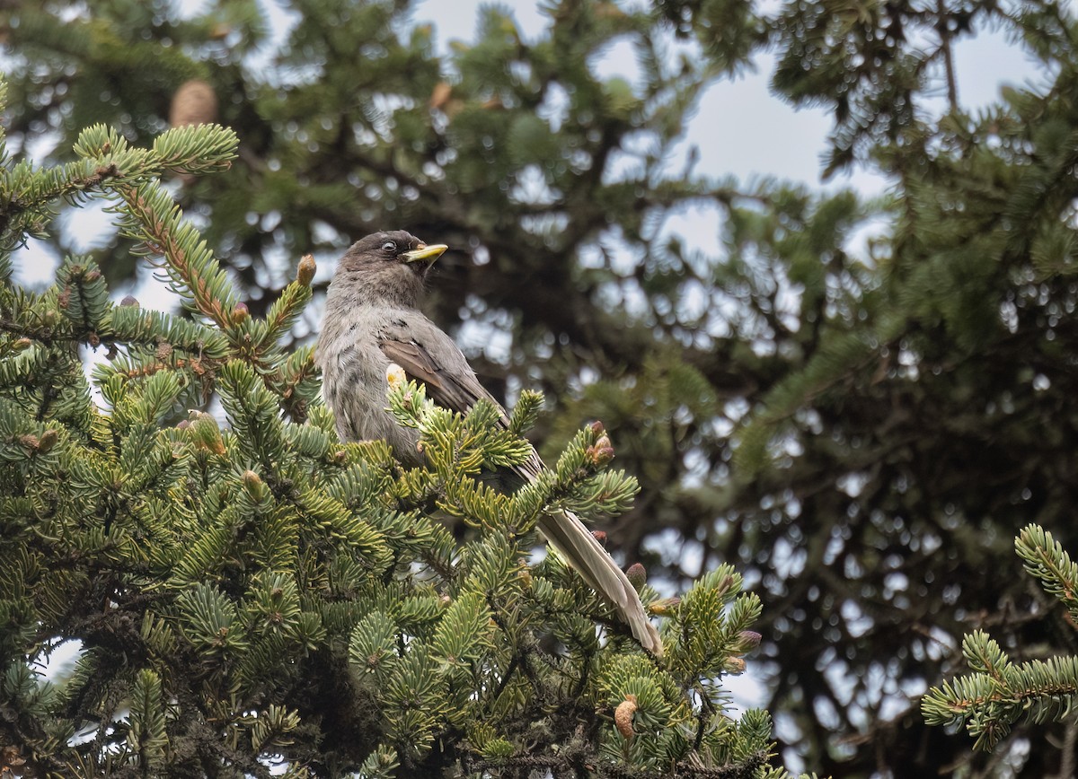 Sichuan Jay - ML620648983