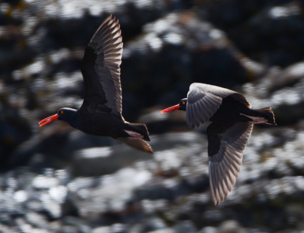 Black Oystercatcher - ML620648986