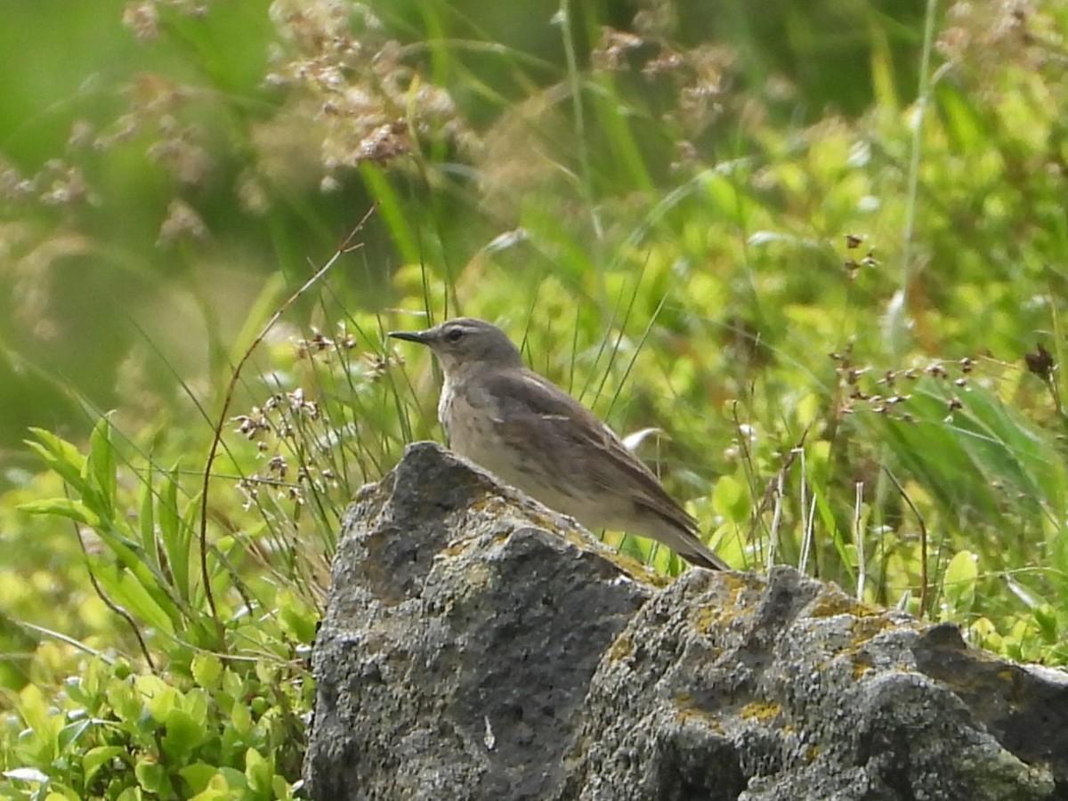 Water Pipit - ML620648989