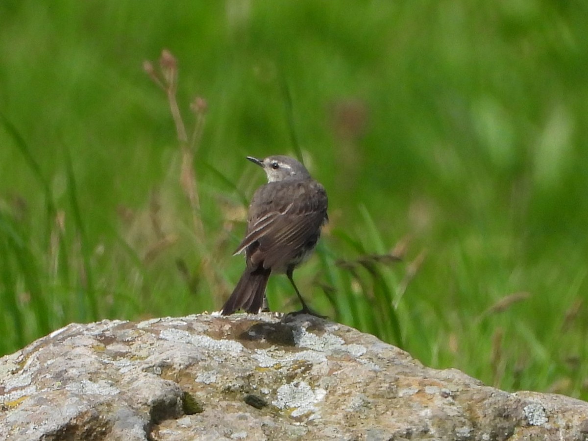 Water Pipit - ML620648990