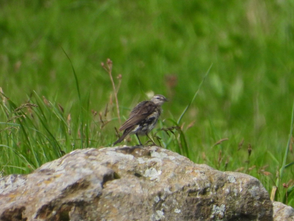Water Pipit - ML620648992