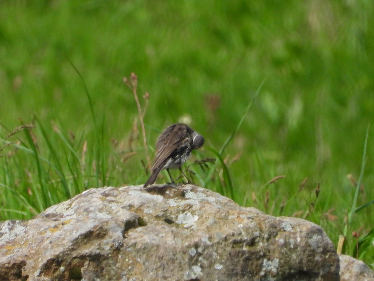 Water Pipit - ML620648993