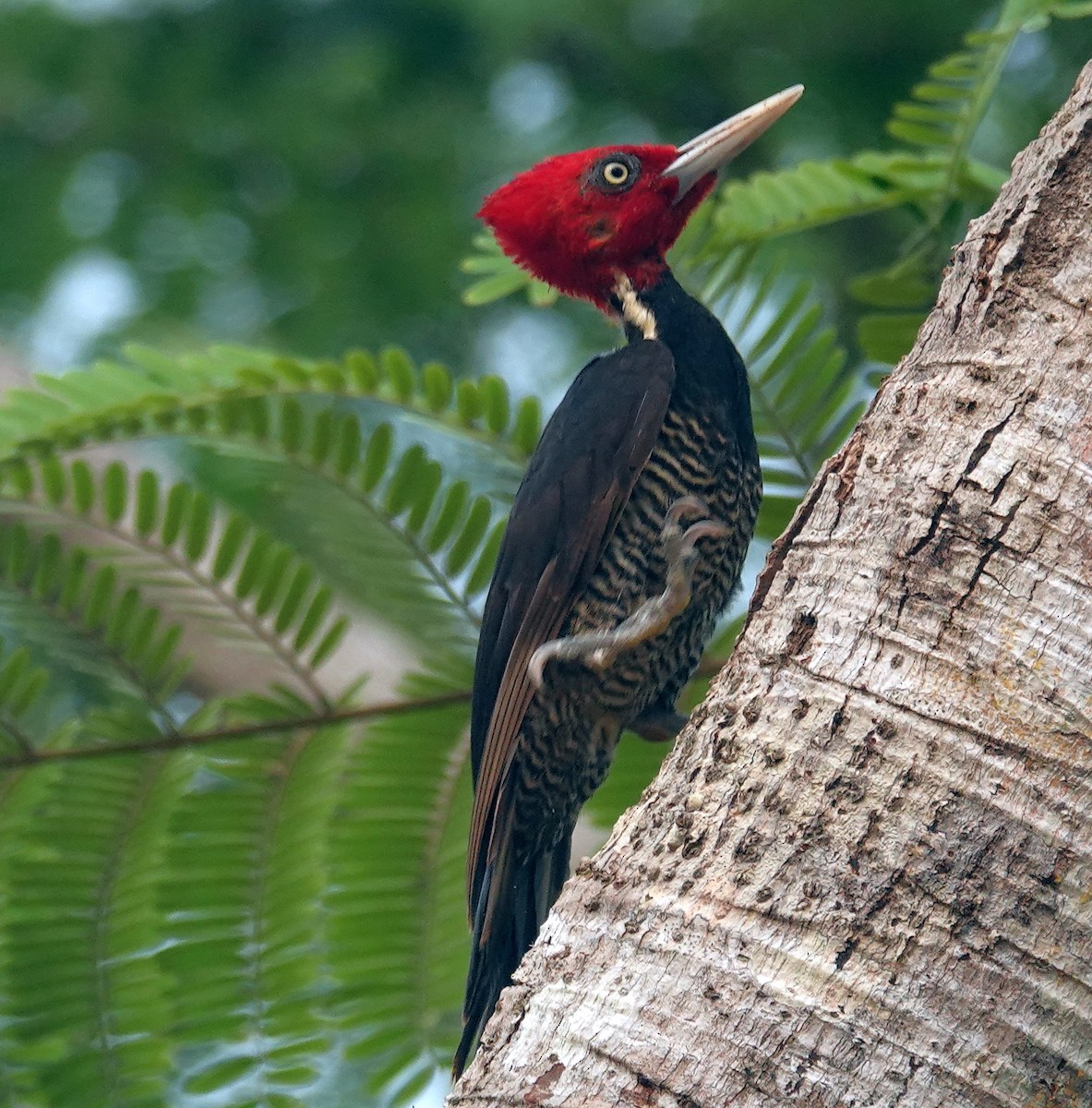 Pale-billed Woodpecker - ML620648995