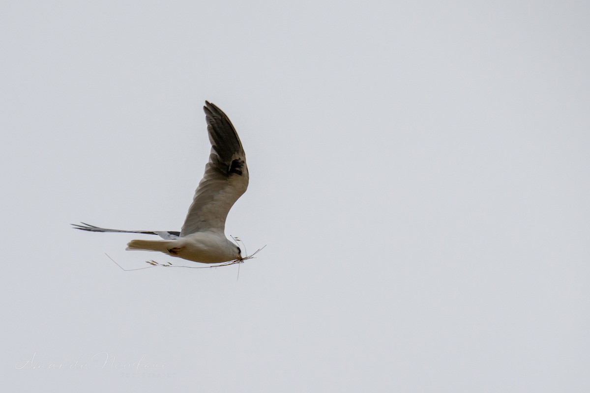 White-tailed Kite - ML620648996