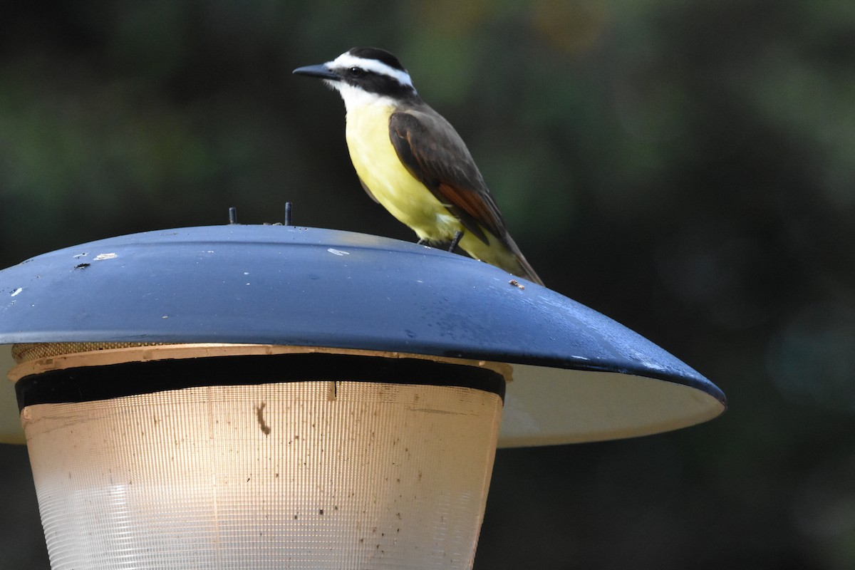 Great Kiskadee - ML620648997