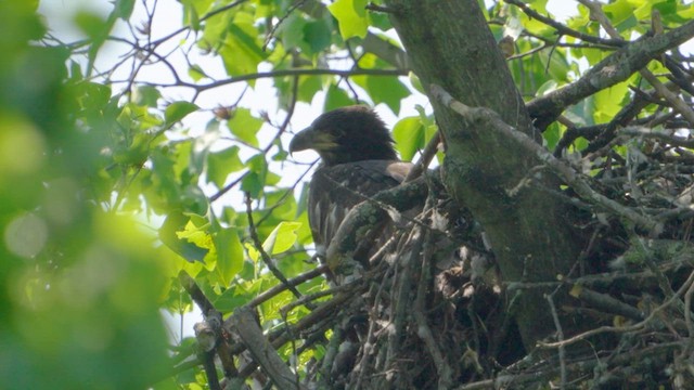 Weißkopf-Seeadler - ML620648998